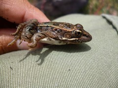 Lithobates neovolcanicus