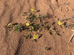 Tribulus zeyheri