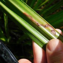 Phorostichus linearis
