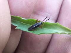 Garganus albidivittis