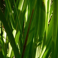 Phorostichus linearis