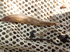 Notropis leuciodus