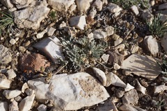 Potentilla pseudosericea