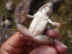 Lithobates neovolcanicus