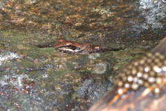 Natalobatrachus bonebergi