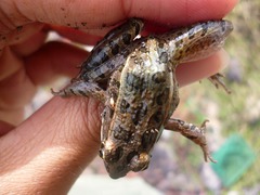 Lithobates neovolcanicus