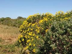 Senecio halimifolius