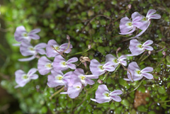Utricularia sandersonii