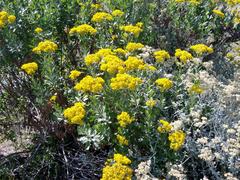 Senecio halimifolius