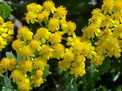 Senecio halimifolius