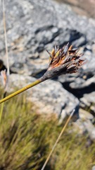 Bobartia macrospatha