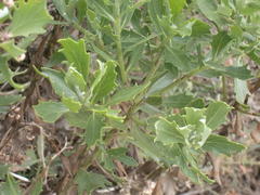 Senecio halimifolius