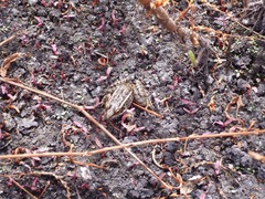 Lithobates neovolcanicus