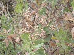 Senecio halimifolius
