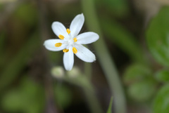 Hypoxis nivea