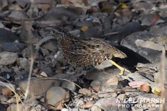 Turnix varius varius