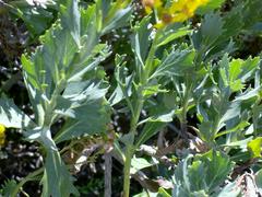 Senecio halimifolius