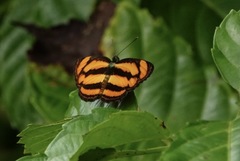 Pantoporia