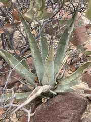 Agave cerulata