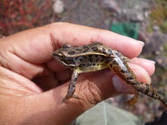 Lithobates neovolcanicus