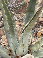Agave cerulata