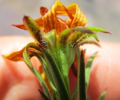 Osteospermum glabrum