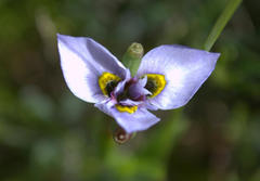Moraea fergusoniae