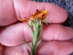Osteospermum glabrum