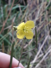 Diplotaxis tenuifolia