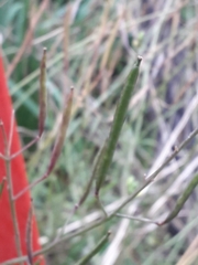 Diplotaxis tenuifolia