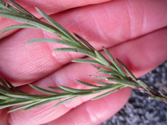 Osteospermum glabrum