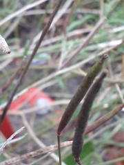 Diplotaxis tenuifolia