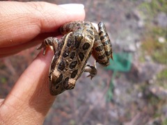 Lithobates neovolcanicus