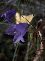 Campanula rotundifolia