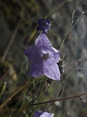 Campanula rotundifolia