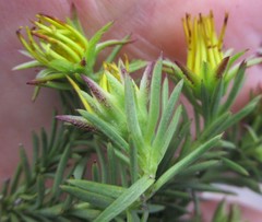 Osteospermum glabrum