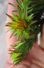 Osteospermum glabrum