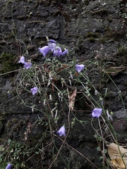 Campanula rotundifolia