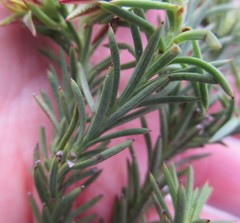 Osteospermum glabrum