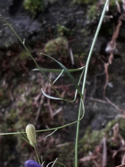 Campanula rotundifolia