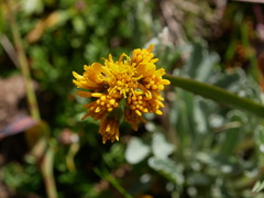 Jacobaea carniolica