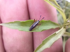 Garganus albidivittis