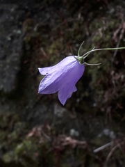 Campanula rotundifolia