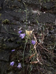Campanula rotundifolia
