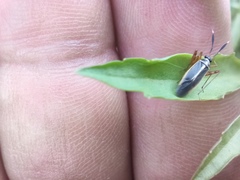 Garganus albidivittis