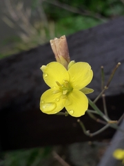 Diplotaxis tenuifolia