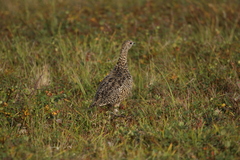 Lagopus muta komensis