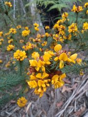 Pultenaea stipularis