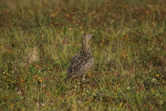 Lagopus muta komensis