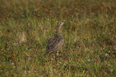 Lagopus muta komensis